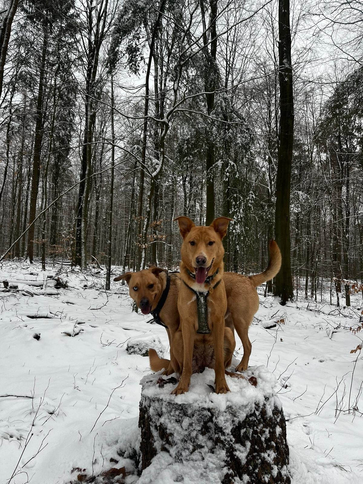 Glücksbilder
