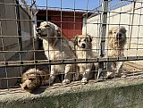 Tierheim Allatbarat in Ny&iacute;regyh&aacute;za