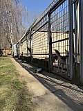 Tierheim Allatbarat in Ny&iacute;regyh&aacute;za