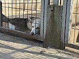 Tierheim Allatbarat in Ny&iacute;regyh&aacute;za