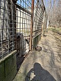 Tierheim Allatbarat in Ny&iacute;regyh&aacute;za