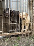 Tierheim Allatbarat in Ny&iacute;regyh&aacute;za