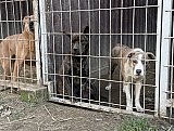 Tierheim Allatbarat in Ny&iacute;regyh&aacute;za