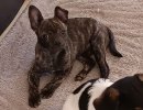 Bea