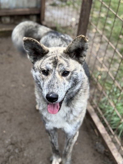 Ella