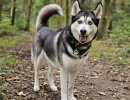 Loki