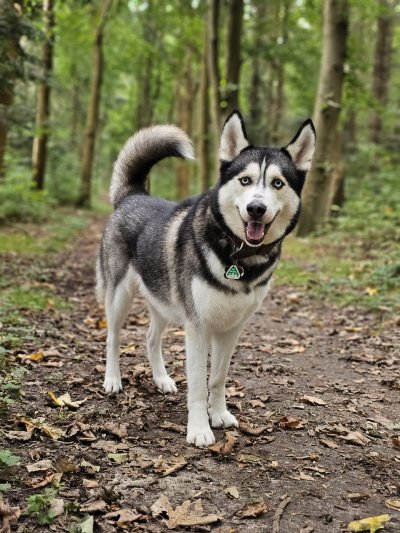 Loki