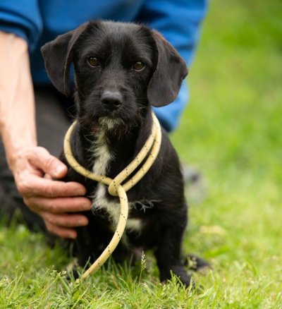Onyx