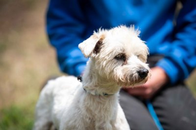 Pyro