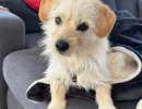 Zuni